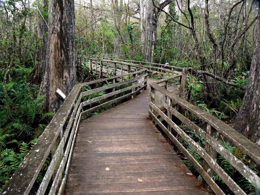 Corkscrew Swamp,  Best Nature Hikes for Families in Southwest Florida