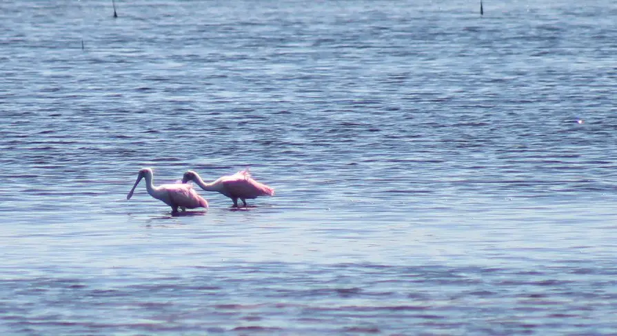 Roseate spoonbills at  J.N. “Ding” Darling National Wildlife Refuge, Best Nature Hikes for Families in Southwest Florida