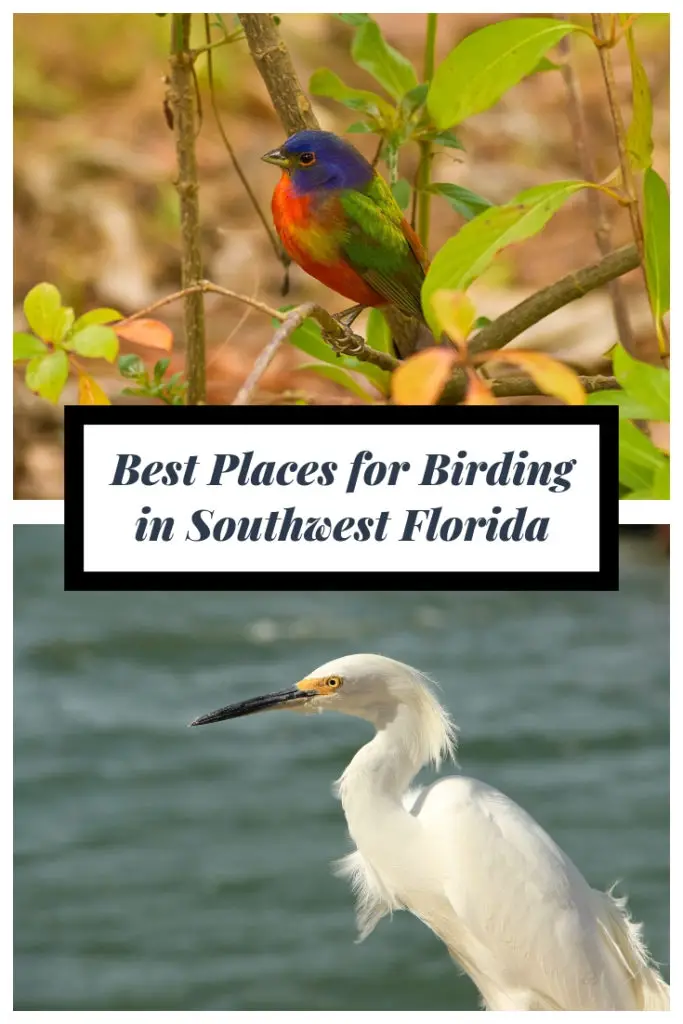 Best places for bird watching in Southwest Florida