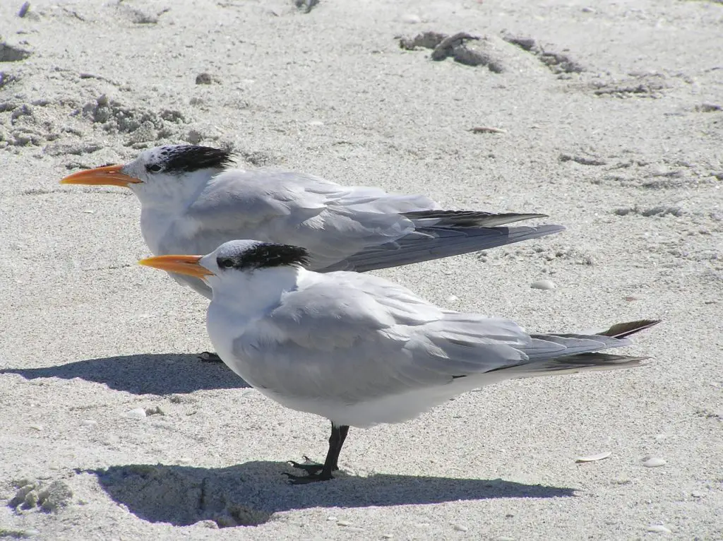 royal terns at Delnor-Wiggins pass State Park