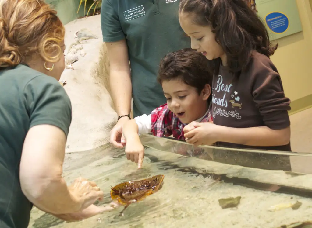 At the touch tank amazed by the horseshoe crab.  Photo: Paula Bendfeldt-Diaz. All Rights Reserved.