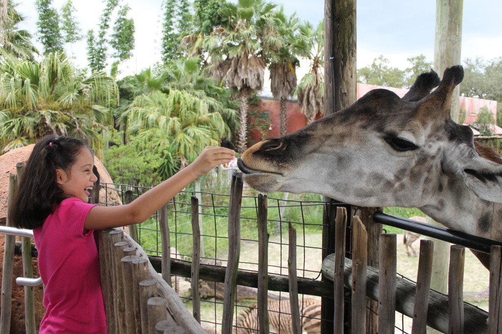 girl feeding giraffe at Lowry Park Zoo