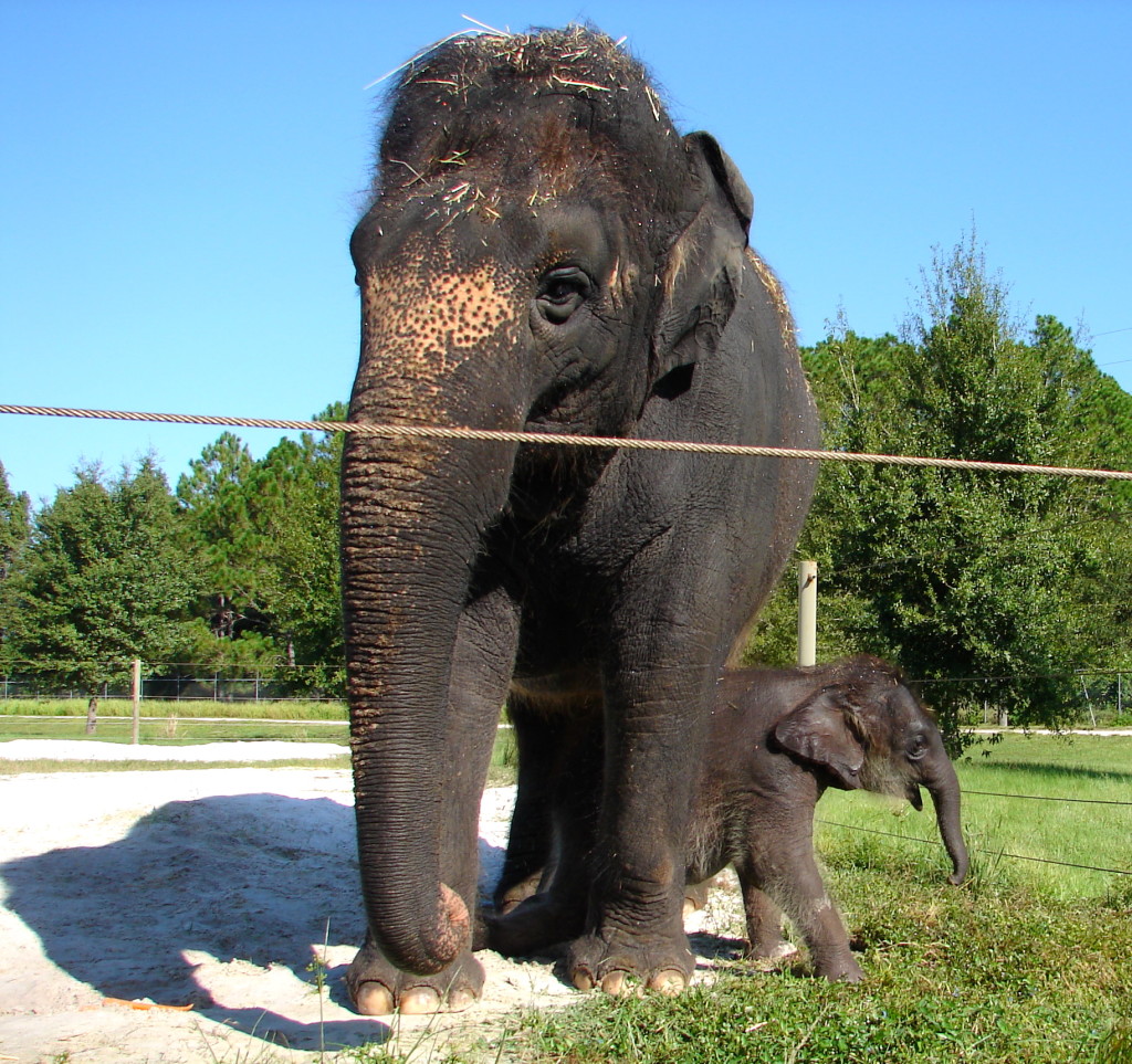 elephant and mom