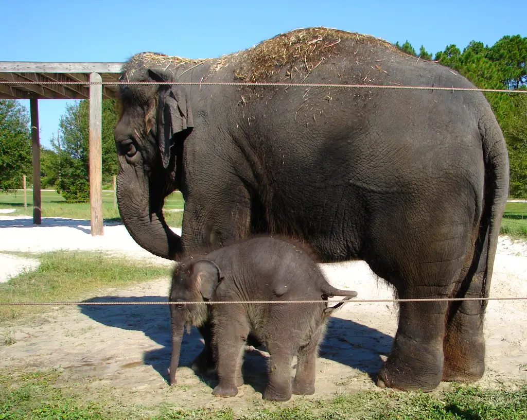 baby elephant with mom