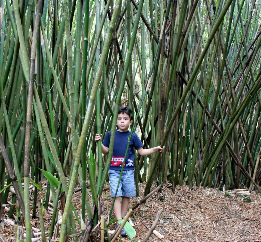 Koreshan State Historic Site bamboo forests