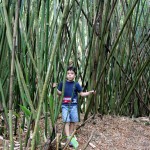 Koreshan State Historic Site bamboo forests