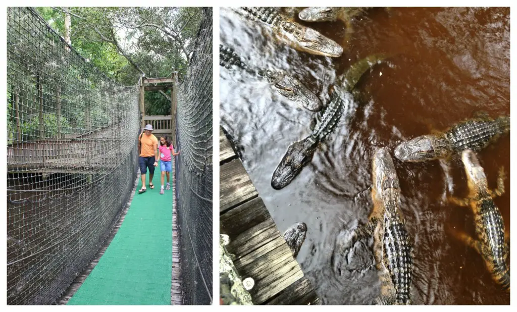 Everglades Wonder Gardens alligators