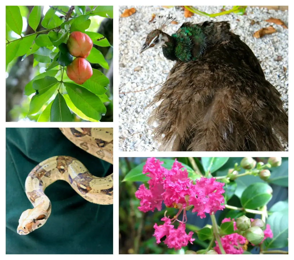 Discovering the real natural Florida at the Everglades Wonder Gardens