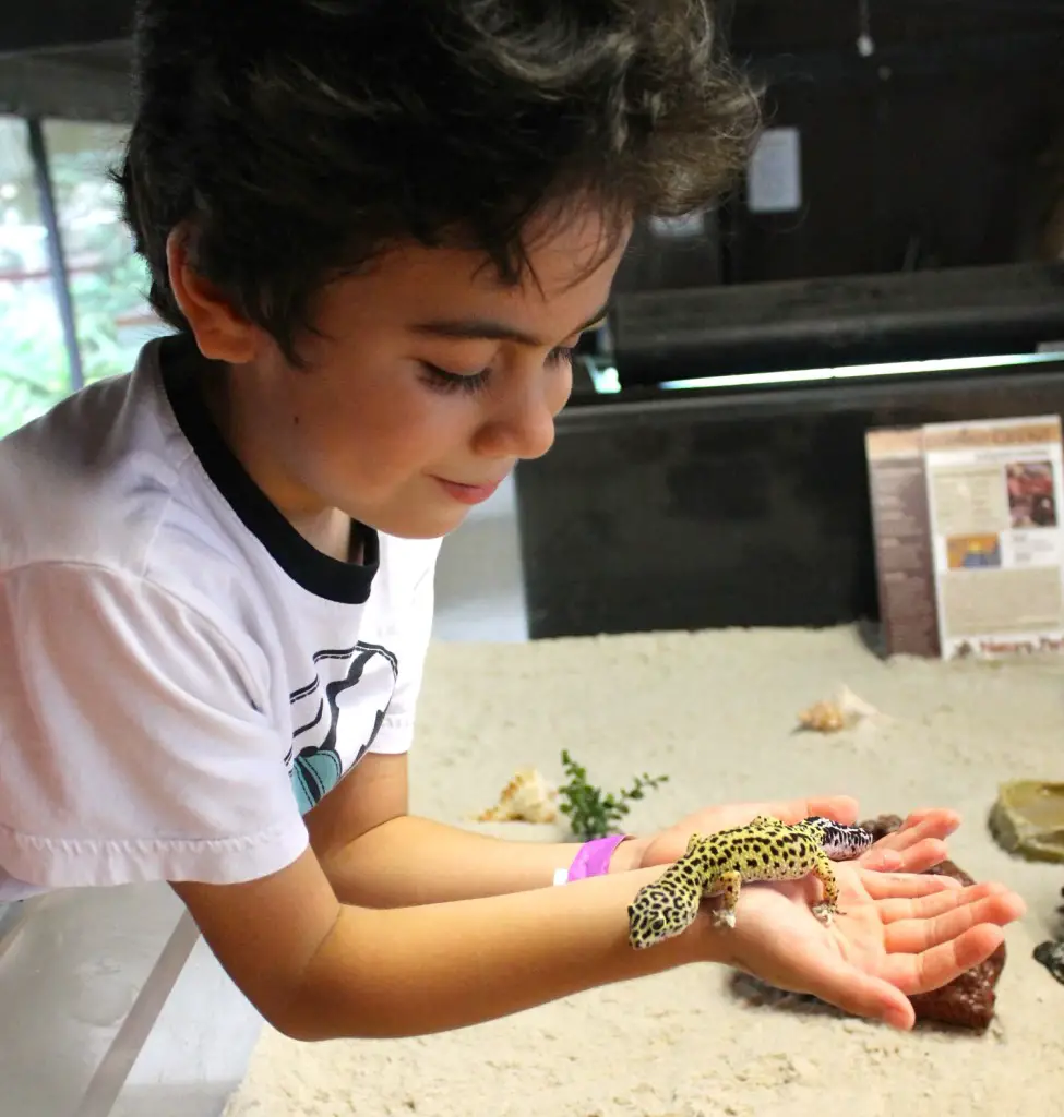 At the Shell Factory boy with gecko