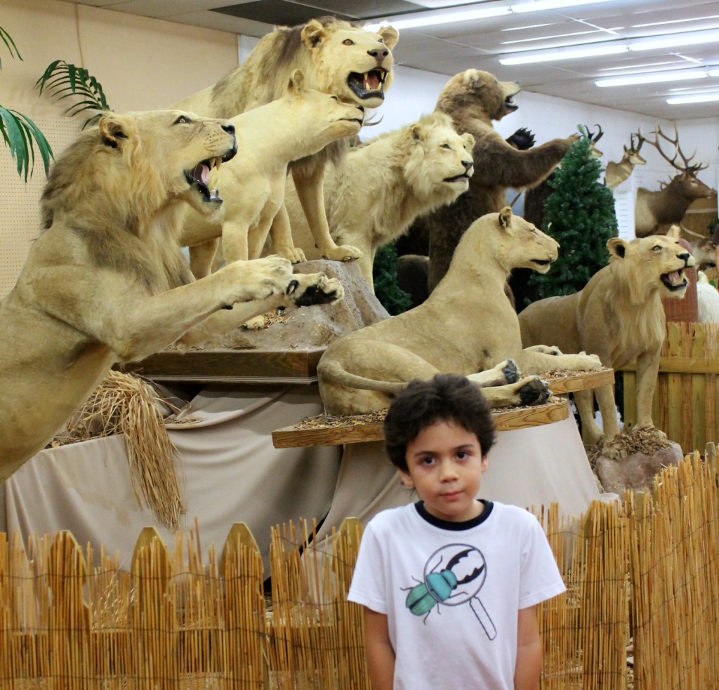 taxidermy lion collection at the Shell Factory