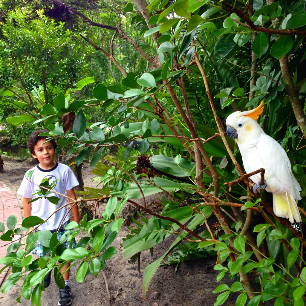 At the Shell Factory aviary