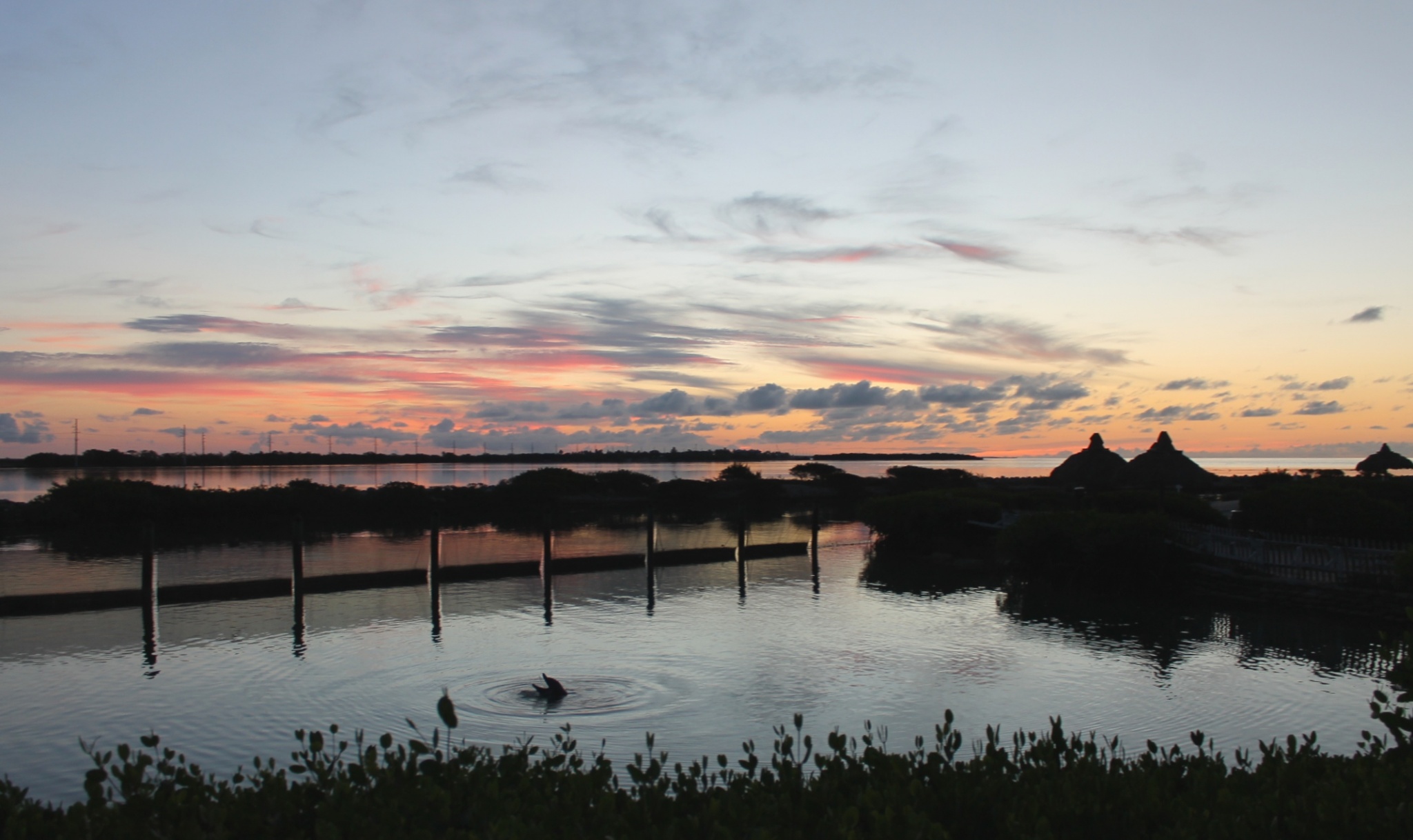 Hawks Cay dolphin and sunrise