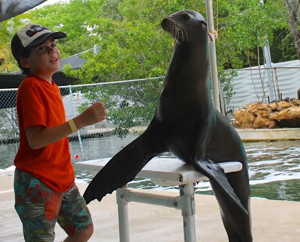 interacting with the sea lions at Theater of the Sea