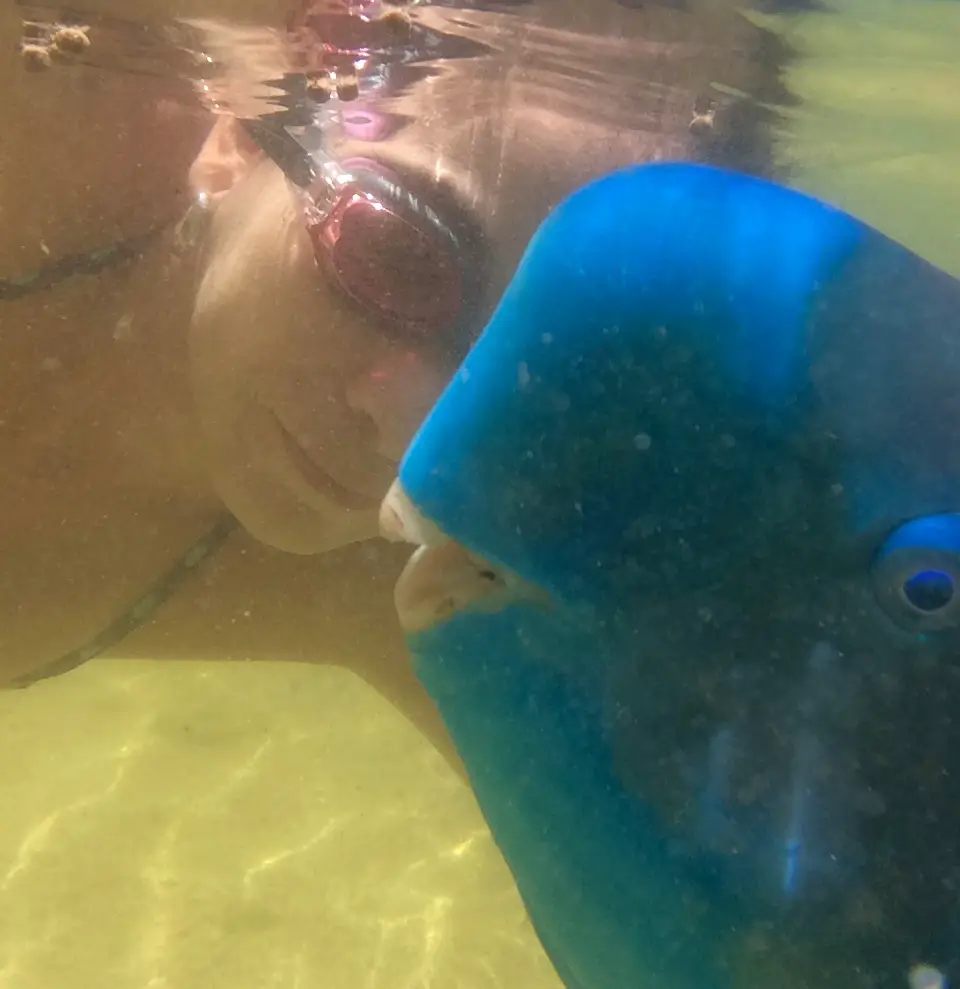 swimming with parrot fish at Theater of the Sea