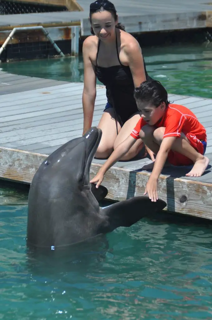 Dockside Dolphins program at Hawks Cay Resort.