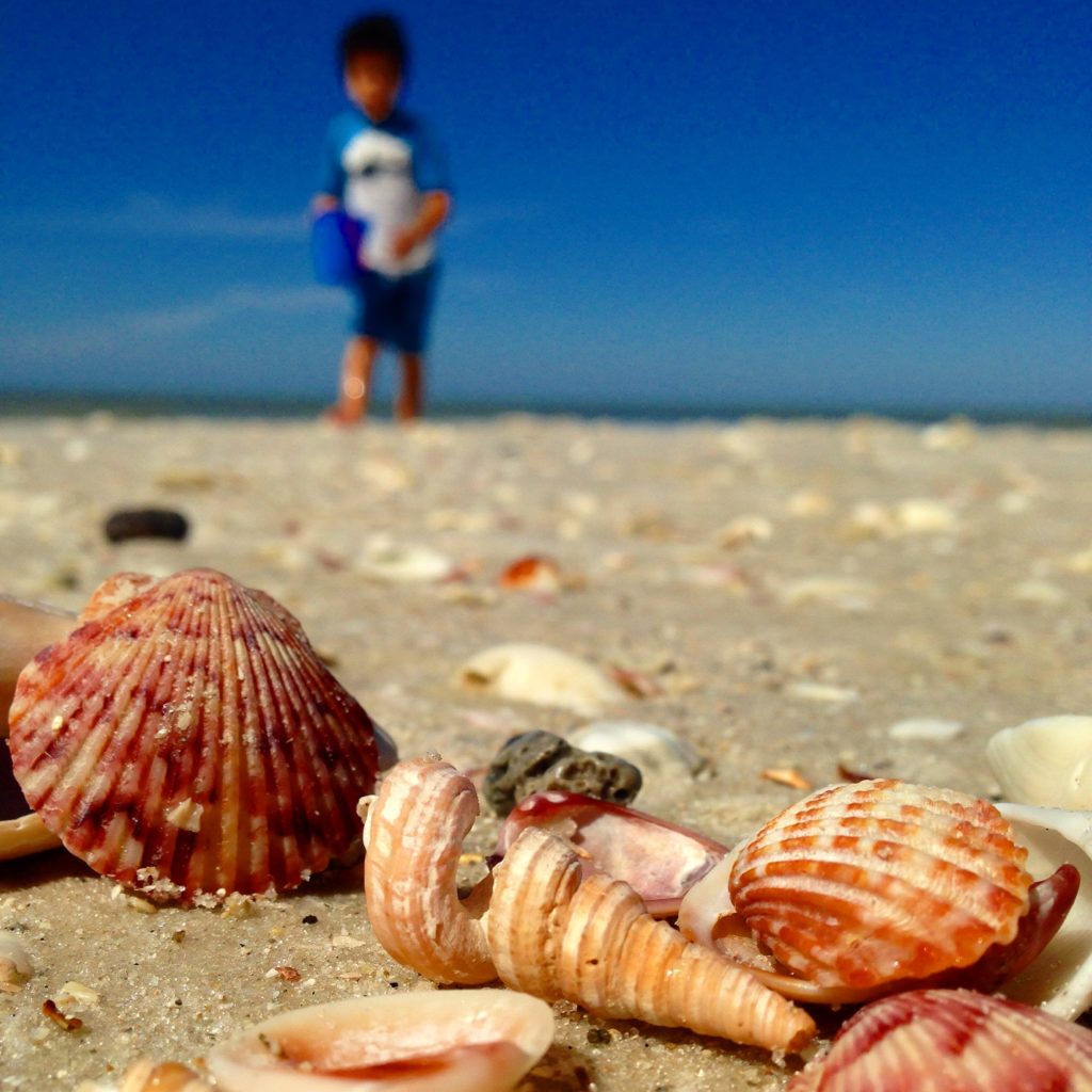 Shelling in Sanibel with kids