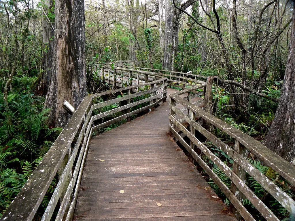 Corkscrew Swamp, Best Nature Hikes for Families in Southwest Florida