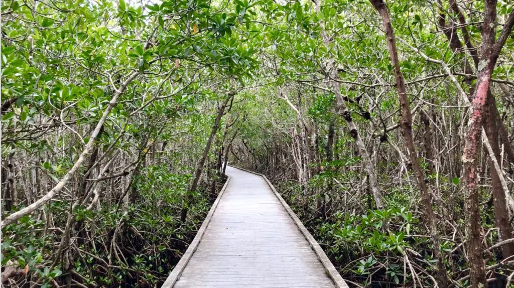 Four Mile Cove Preserve, Best Nature Hikes for Families in Southwest Florida