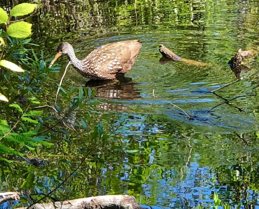 Limpkin at Six Mile Cypress Slough