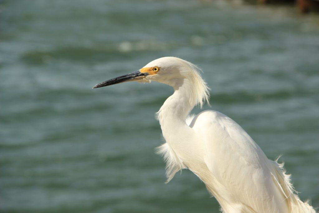 Snowy egret