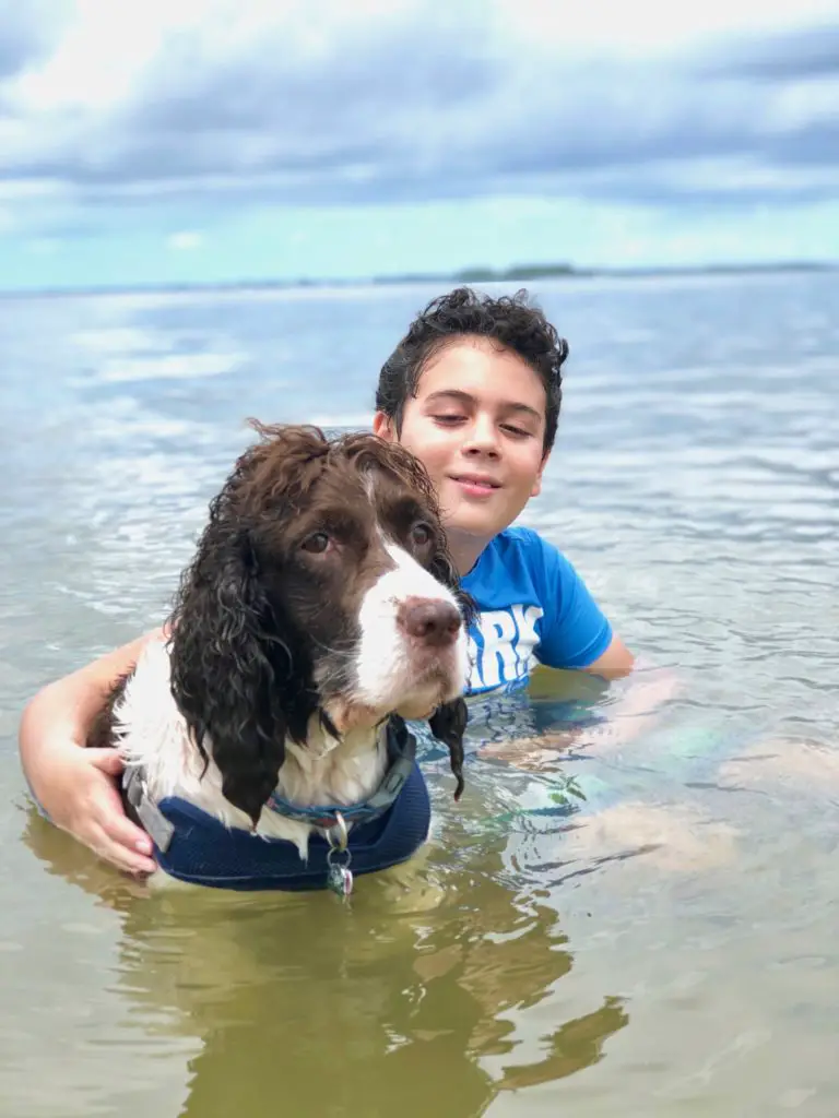 Sanibel causeway beach in Southwest Florida is a dog-friendly beach