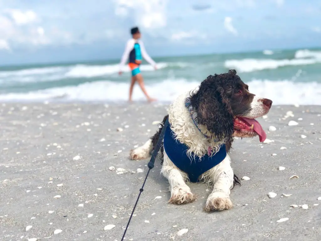 The Best Beaches for Dogs in Southwest Florida
