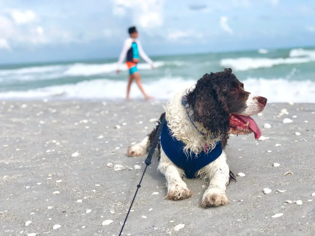 Which Beaches Allow Dogs In Florida