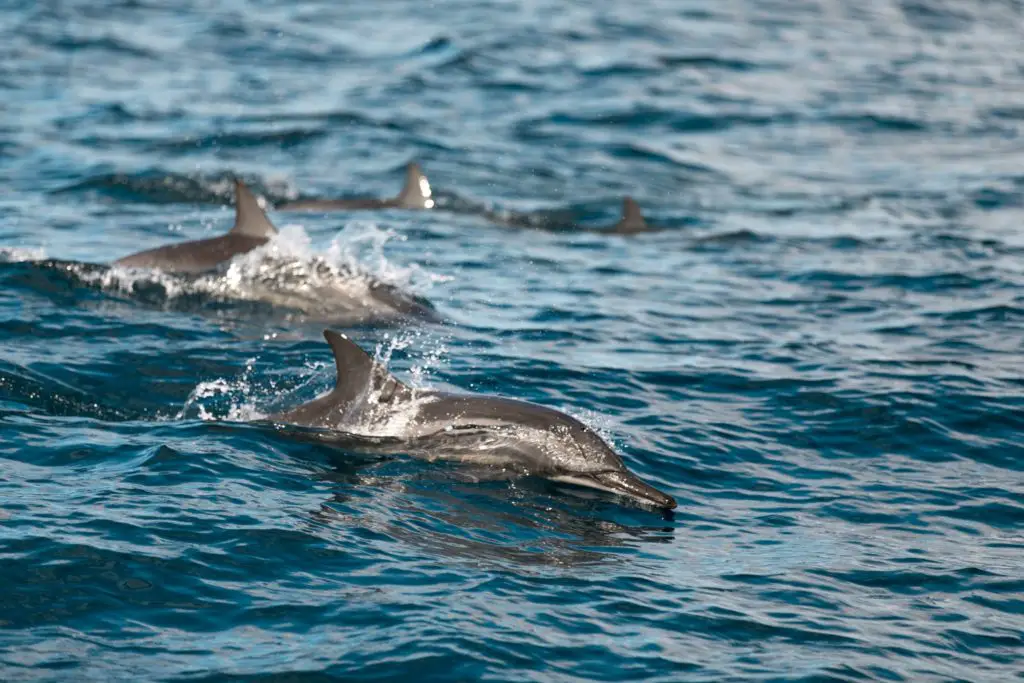 Dolphin Waverunner tour in Fort Myers Beach