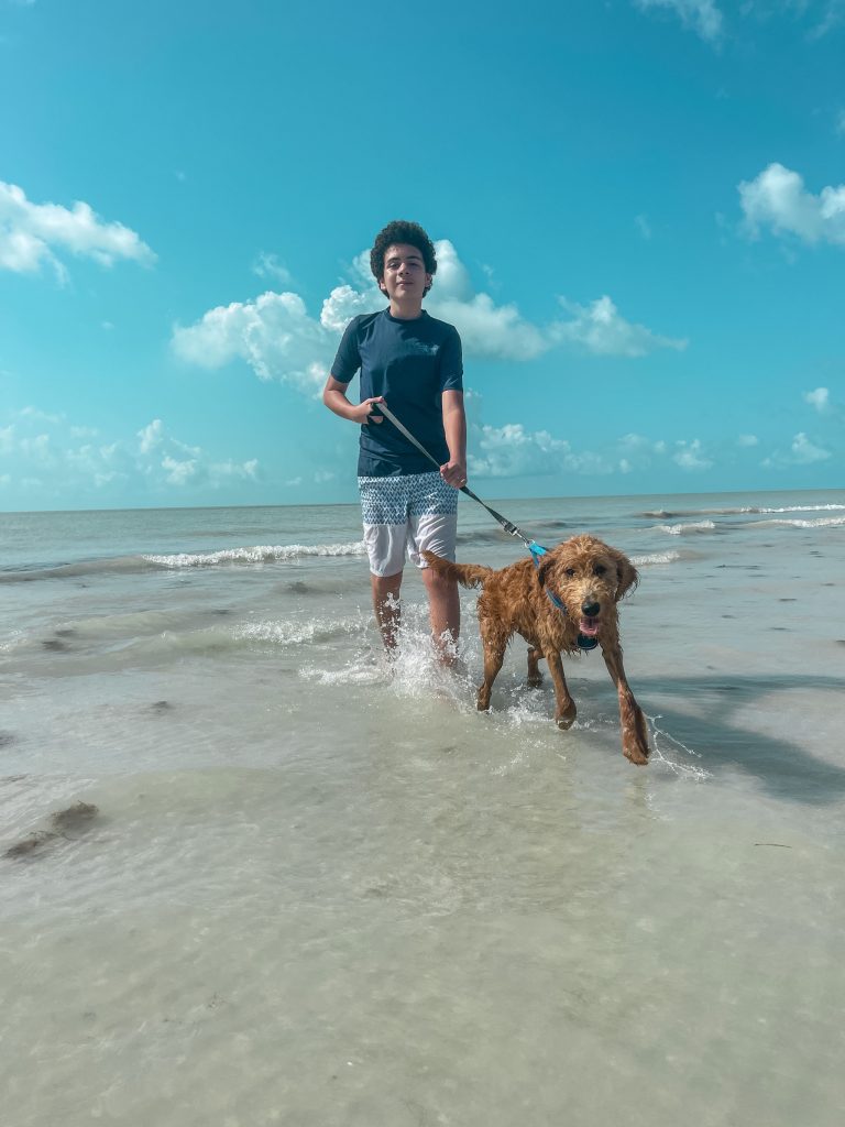 Taking your dog to the beach