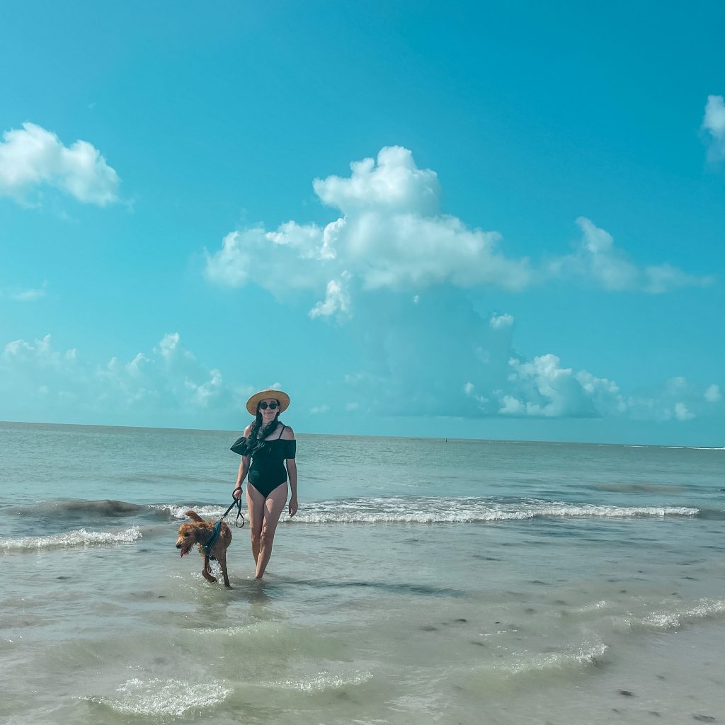 Taking your dog to the beach