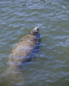 Tips for seeing manatees in Southwest Florida