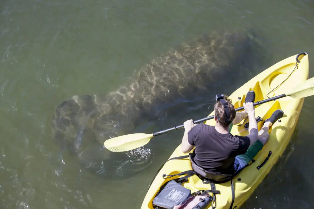 Tours to see manatees in Southwest Florida