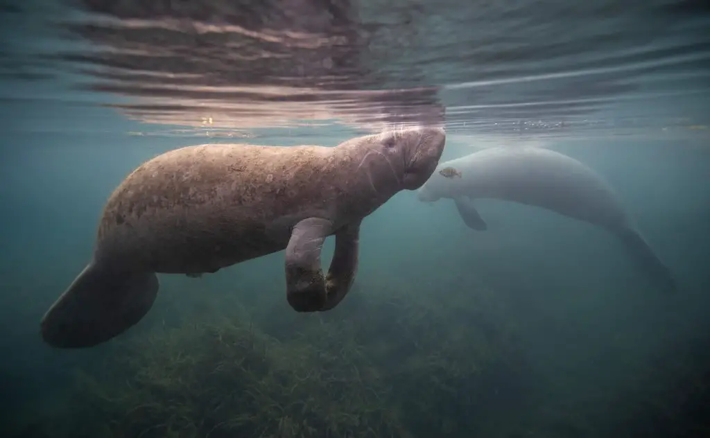 Florida manatees, best places to see manatees in Southwest Florida 