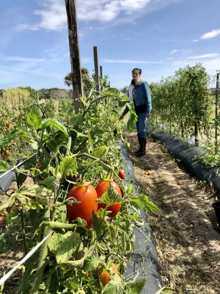 SWFL Fresh brand created to increase local farm visibility