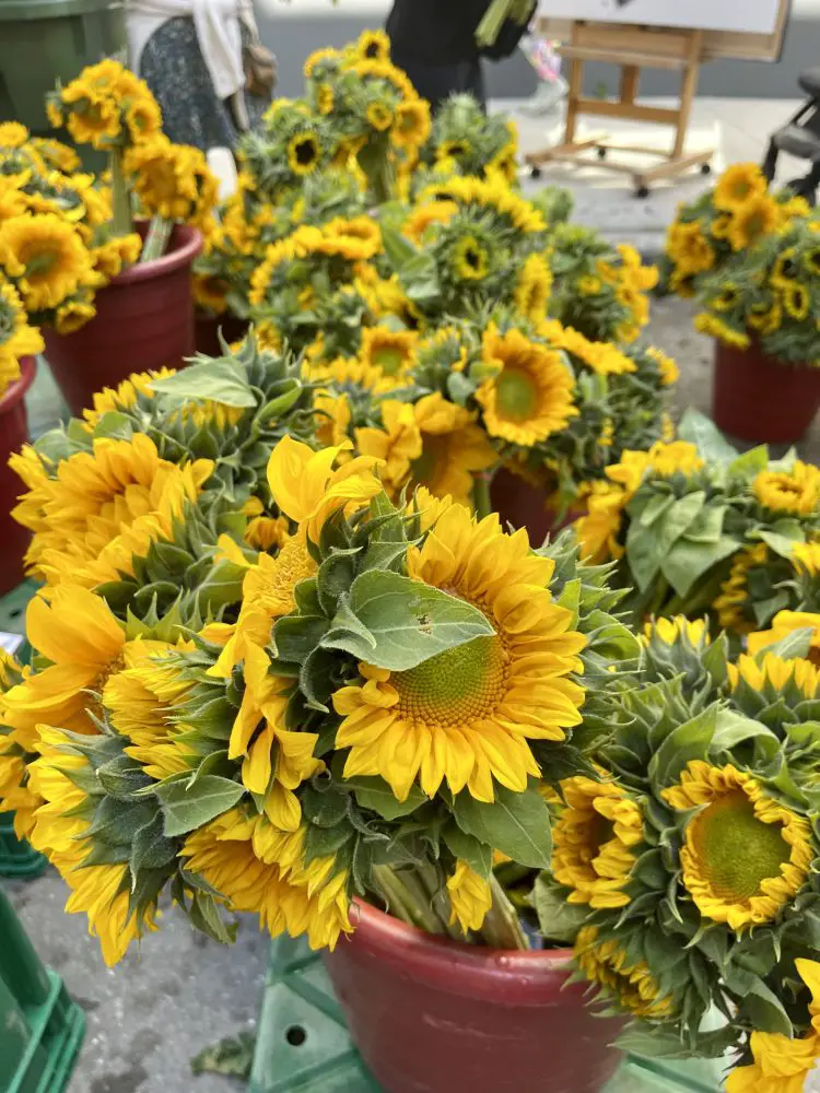 Fresh and Local The Best Farmer’s Markets in Southwest Florida 365