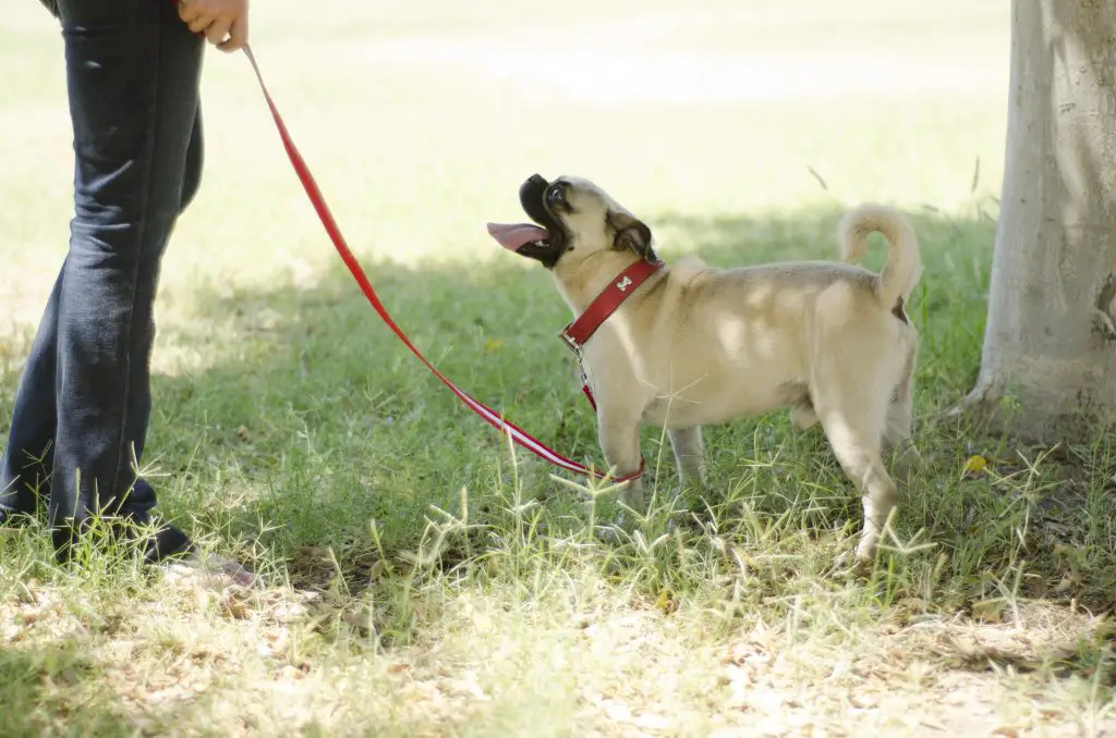 Best dog friendly parks in Cape Coral