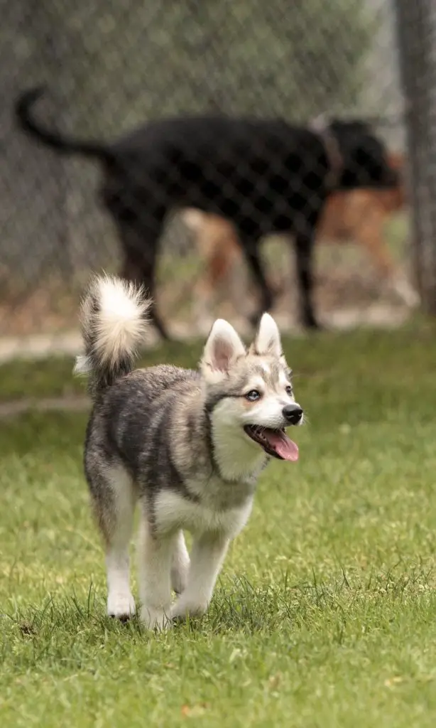 Dog park in Cape Coral