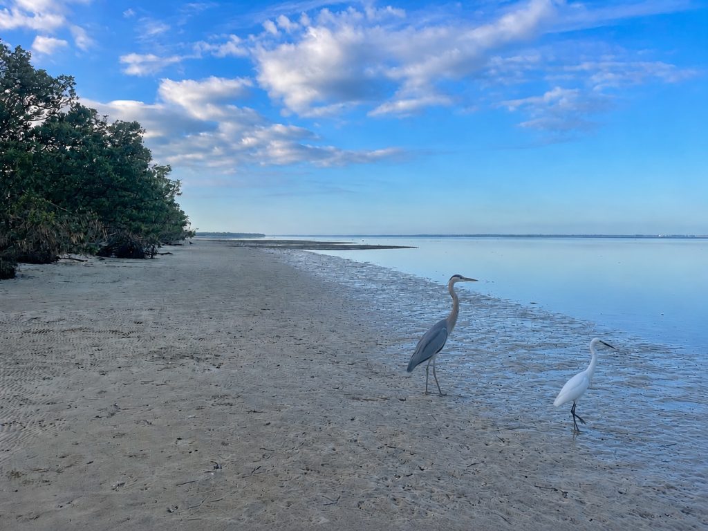 Bird watching at North Cape Flats in Cape Coral