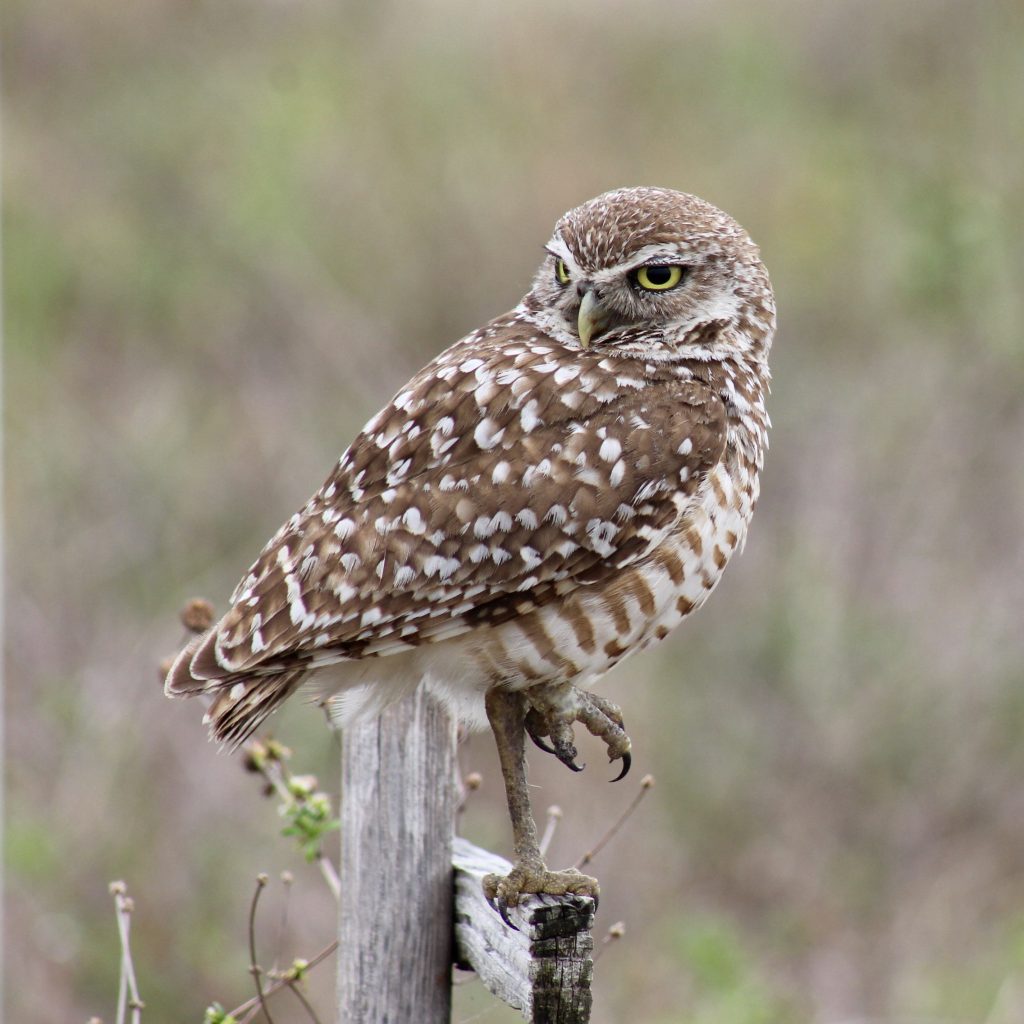 Burrowing Owl Festival in Cape Coral