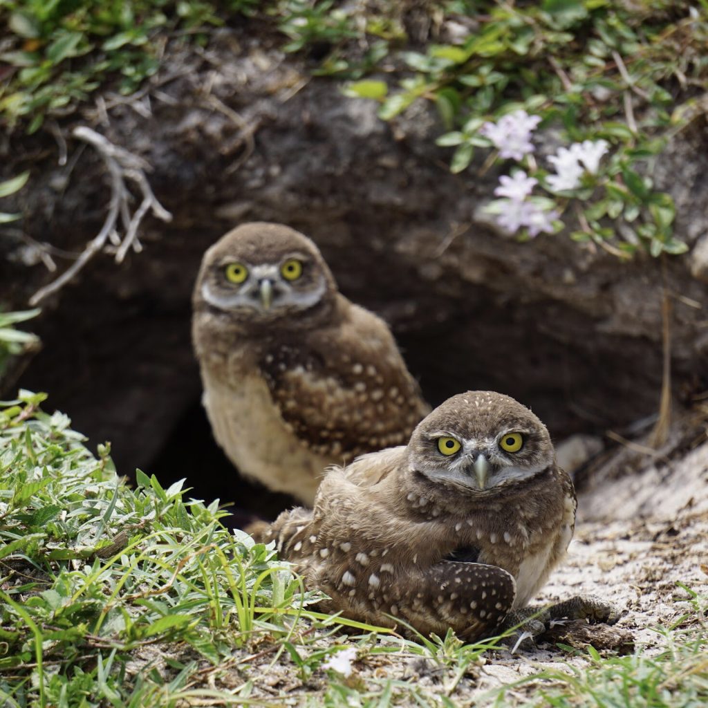 Burrowing Owls in Cape Coral Unique thigns to do