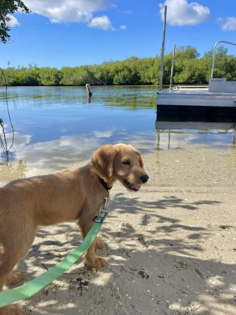 Sirenia Vista Dog Friendly Parks in Cape Coral