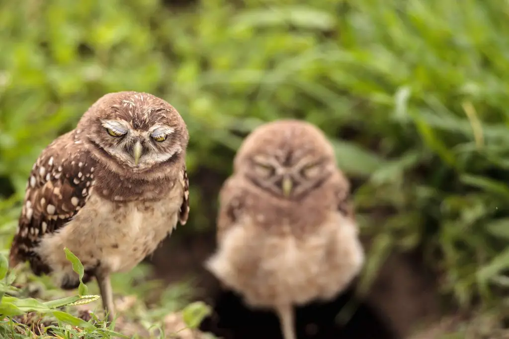 beautiful burrowing owl chicks in Cape Coral Florida