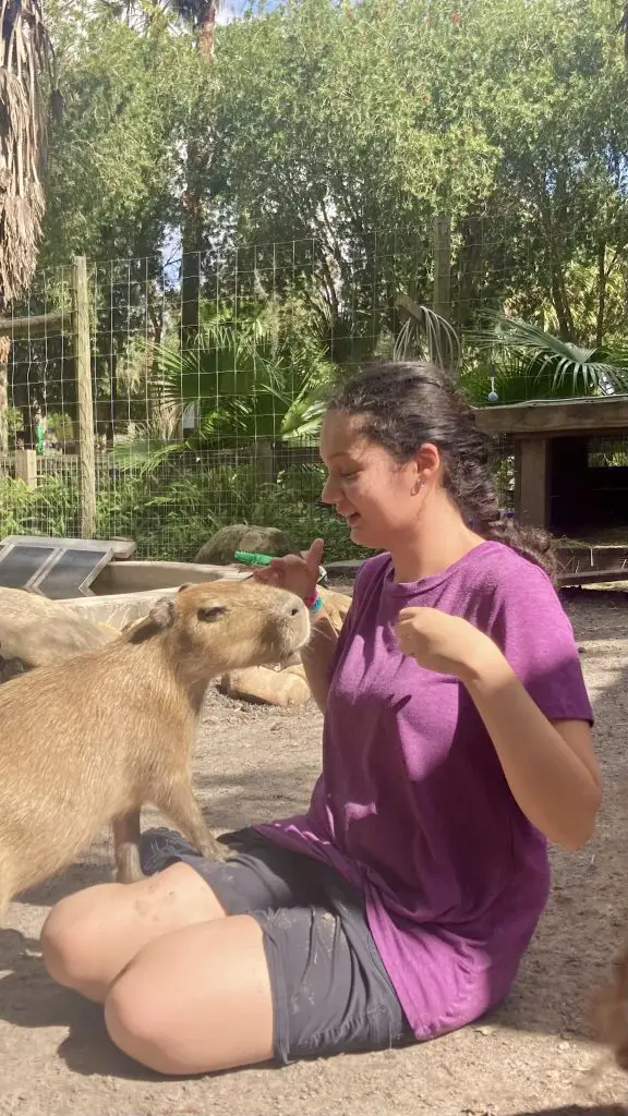 Capybara experience in Florida