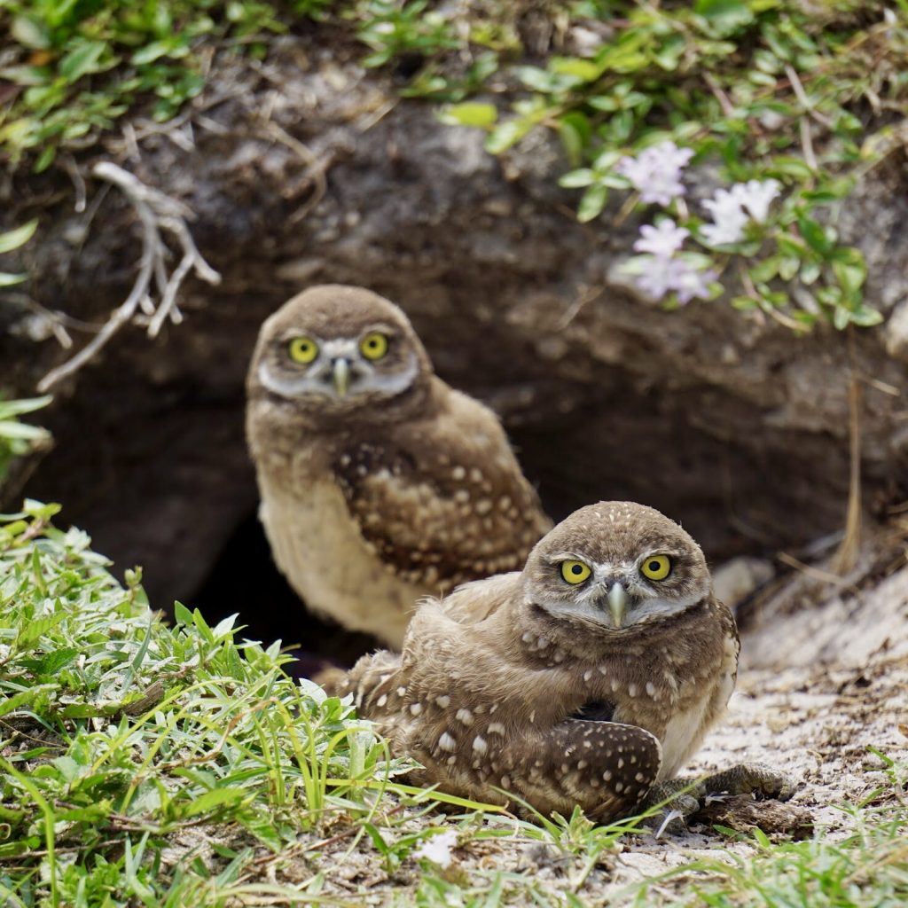 How to help Cape Coral Burrowing Owls