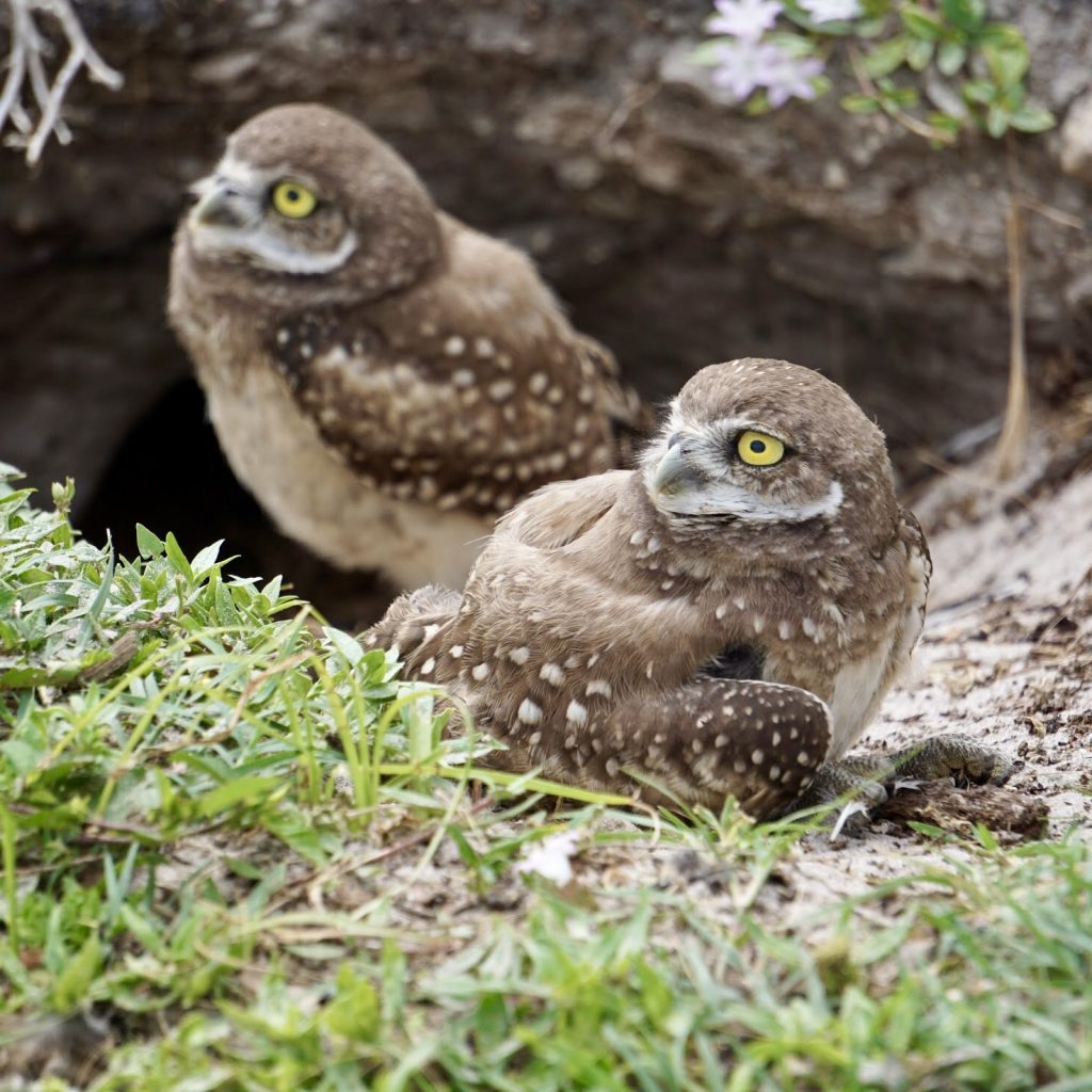 Saving Cape Coral Burrowing Owls