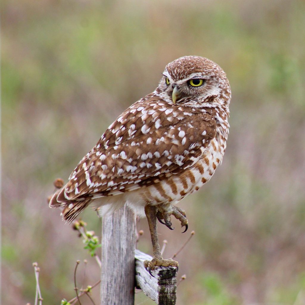 burrowing owl in Cape Coral Florida