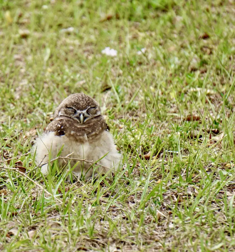 burrowing owl chick in Cape Coral Florida