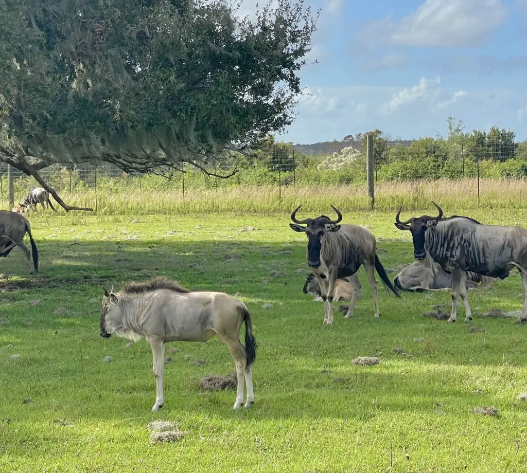 Best drive thru safari near Orlando: Wild Florida