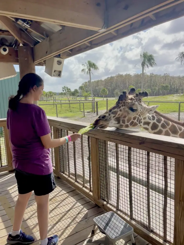 Giraffe feeding near Orlando at Wild Florida