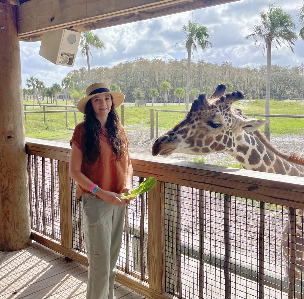 Giraffe feeding near Orlando at Wild Florida